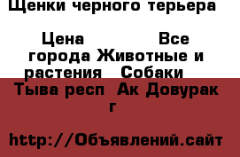 Щенки черного терьера › Цена ­ 35 000 - Все города Животные и растения » Собаки   . Тыва респ.,Ак-Довурак г.